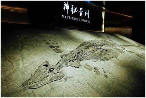 泽轩皓月
