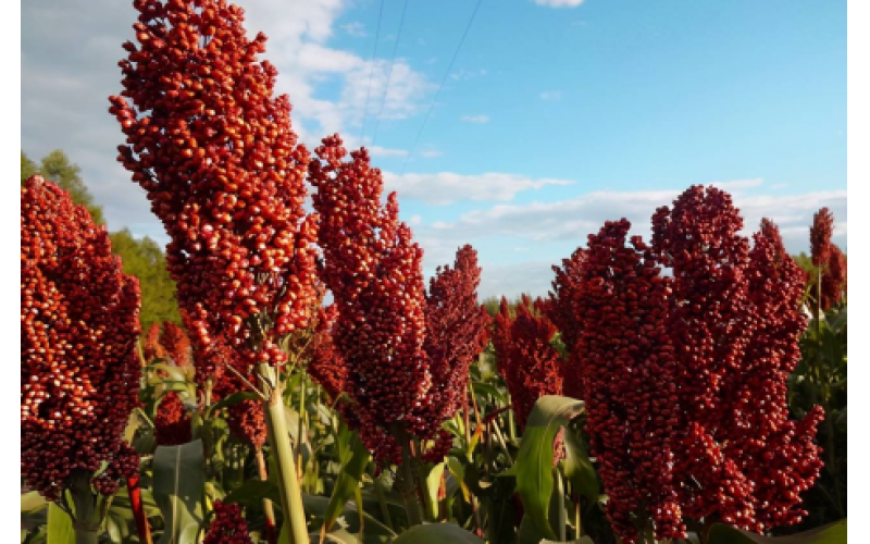 茅台镇的酱香白酒酿造密码